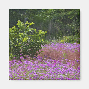 Drummond Phlox, Phlox drummondi, Hilton Head Magnet