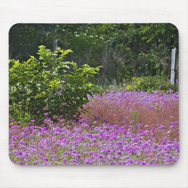 Drummond Phlox, Phlox drummondi, Hilton Head Mouse Mat (Front)