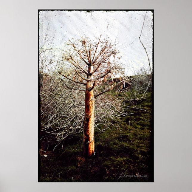 Dry Ferula Plant in Tajikistan Poster (Front)