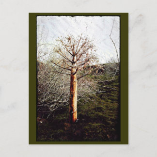 Dry Ferula Plant Postcard