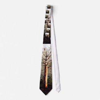 Dry Ferula Plant Tie