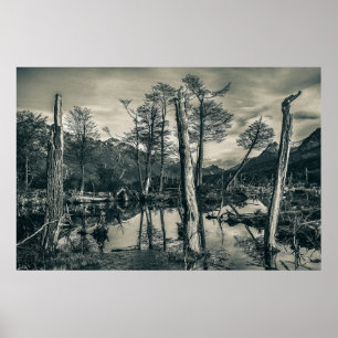 Dry Forest Landscape, Tierra del Fuego, Argentina Poster