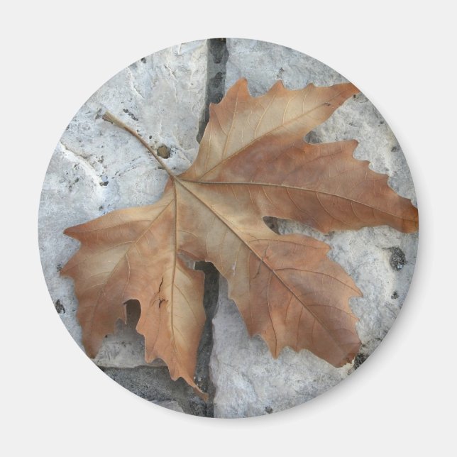 Dry maple leaf magnet (Front)