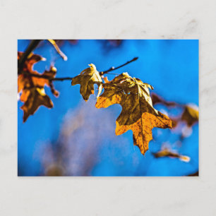 Dry oak leaf - Spring is nor far off Postcard