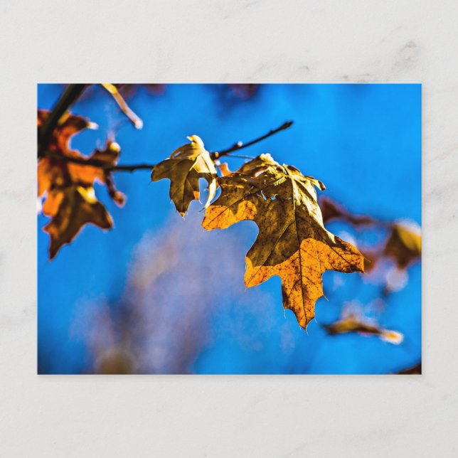 Dry oak leaf - Spring is nor far off Postcard (Front)