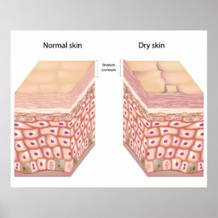 Skin Layers Posters & Prints | Zazzle UK