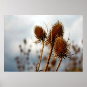 dry thistles poster