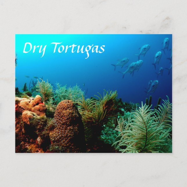 Dry Tortugas National Park, Coral Reef Postcard (Front)