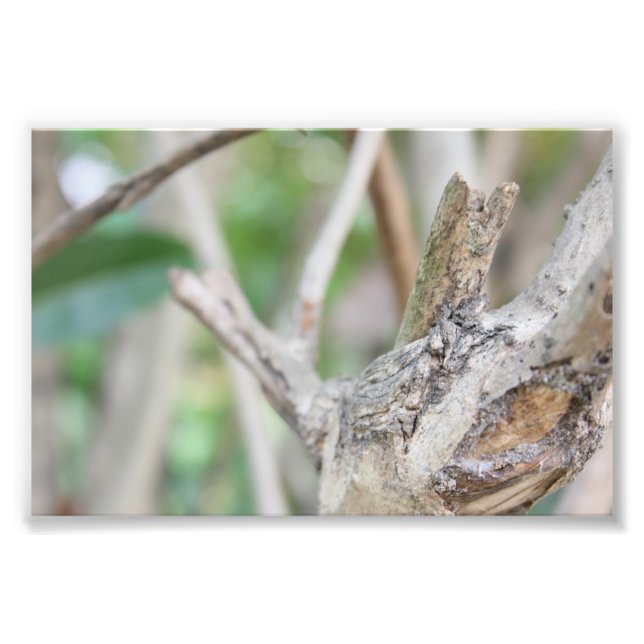 Dry Woods Photo Print (Front)