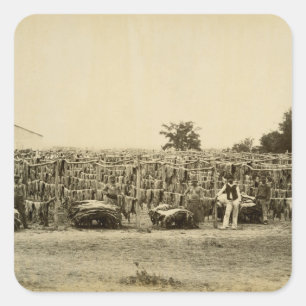 Drying leather, Argentina (albumen print on card) Square Sticker