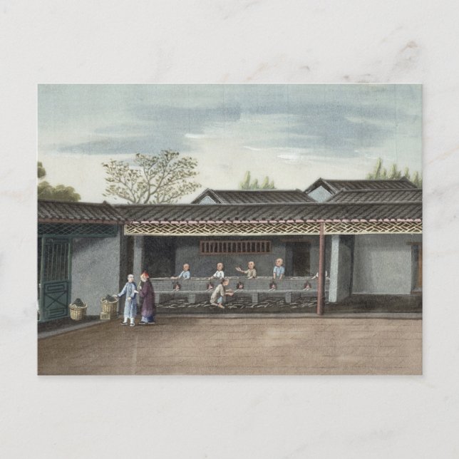 Drying tea leaves (w/c on paper) postcard (Front)