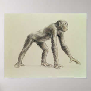 Dryopithecus Africanus Poster