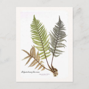 Dryopteris felix mas postcard