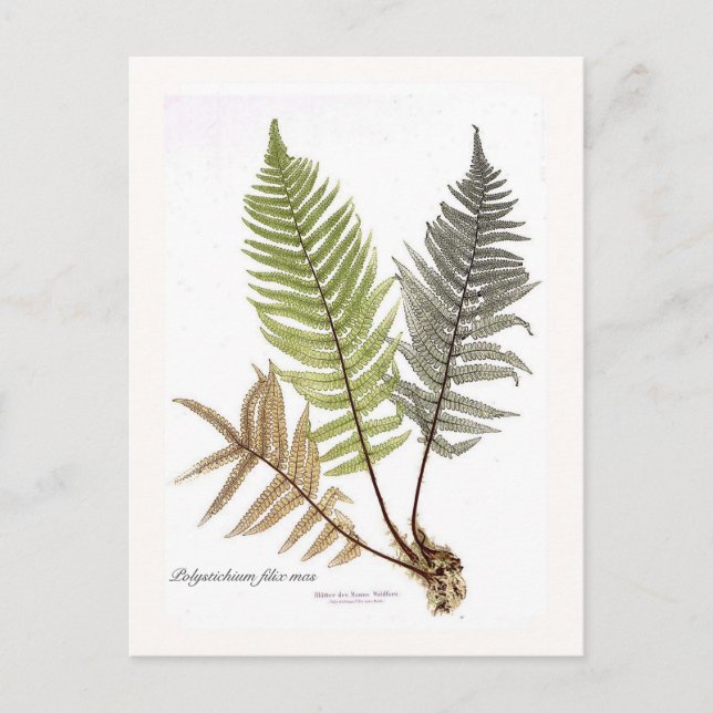 Dryopteris felix mas postcard (Front)