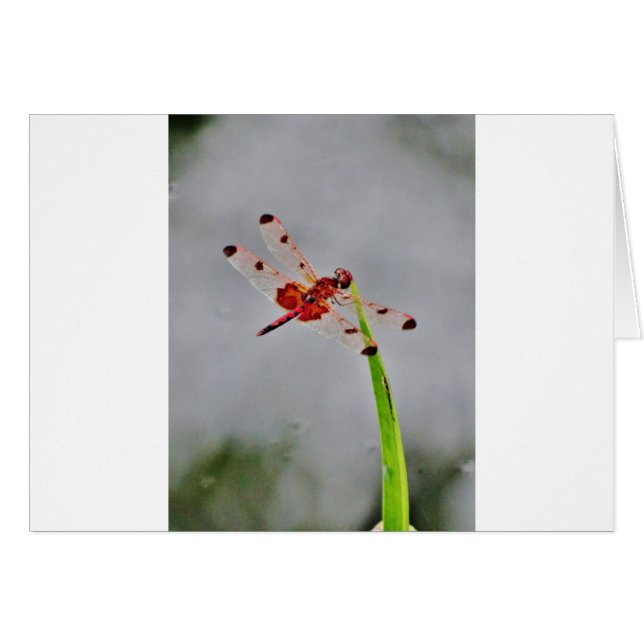 DSC00029.JPG (Front Horizontal)