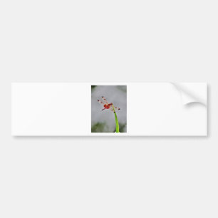 DSC00029.JPG BUMPER STICKER