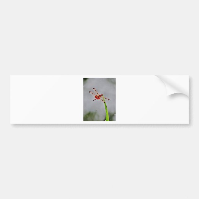 DSC00029.JPG BUMPER STICKER (Front)