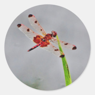 DSC00029.JPG CLASSIC ROUND STICKER