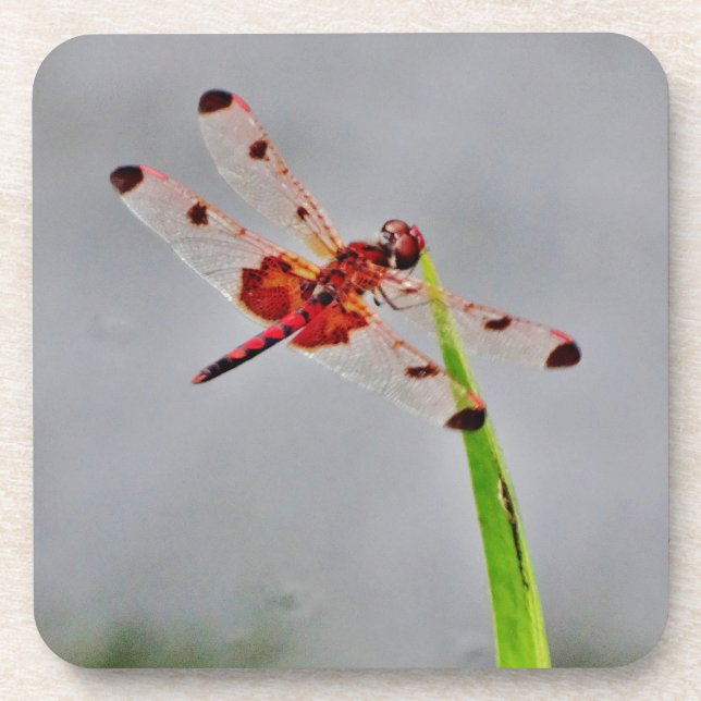 DSC00029.JPG COASTER (Front)