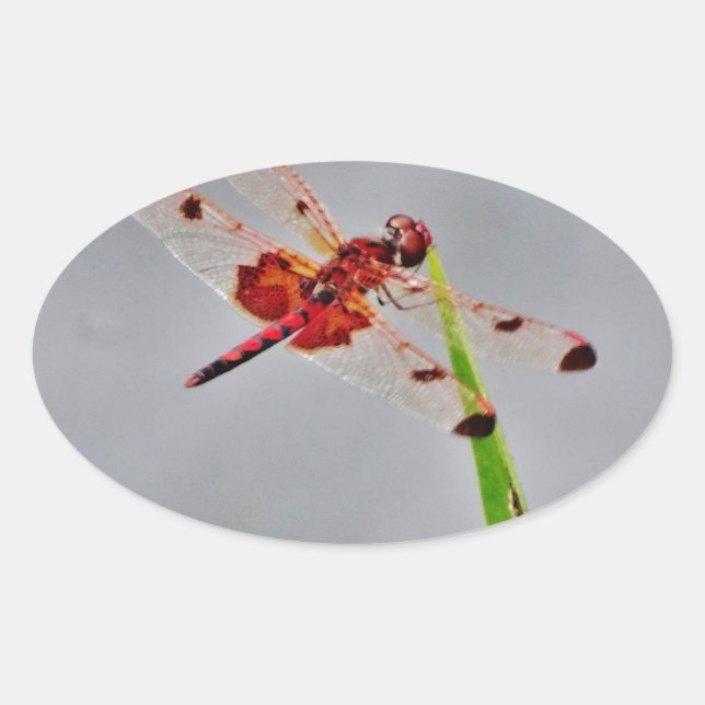 DSC00029.JPG OVAL STICKER (Front)