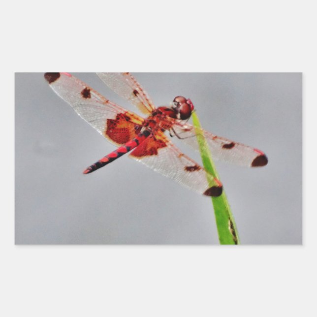 DSC00029.JPG RECTANGULAR STICKER (Front)