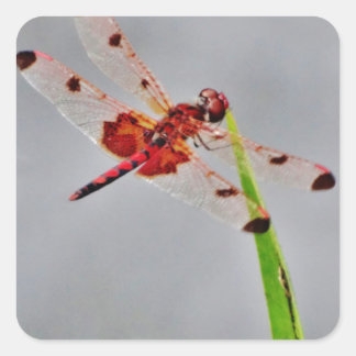 DSC00029.JPG SQUARE STICKER