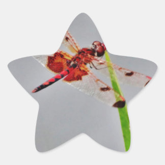 DSC00029.JPG STAR STICKER