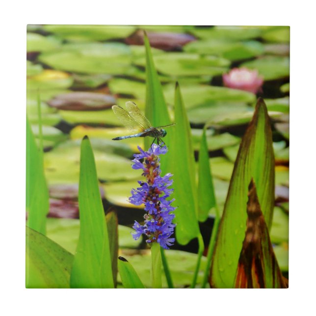 DSC00059.JPG TILE (Front)