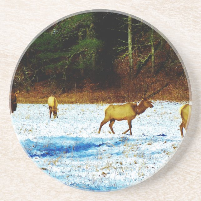 DSC00131.JPG COASTER (Front)