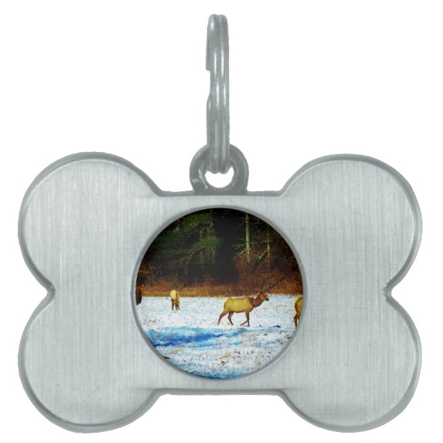 DSC00131.JPG PET NAME TAG (Front)