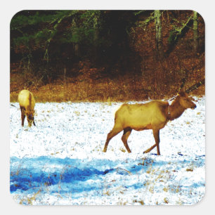 DSC00131.JPG STICKER