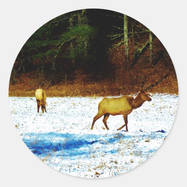 DSC00131.JPG STICKER (Front)