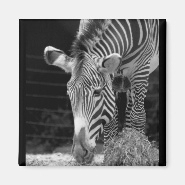 DSC01614 a Magnet (Front)