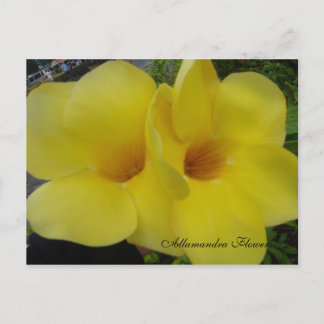 DSC03203, Allamandra Flowers - Cus... - Customised Postcard