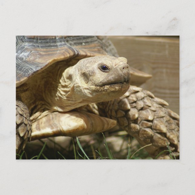 DSC04114 POSTCARD (Front)