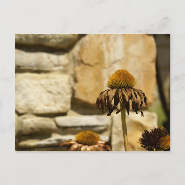 DSC06868 POSTCARD (Front)