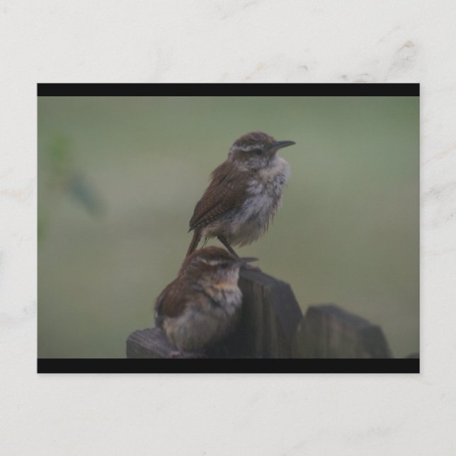 DSC07310 POSTCARD (Front)