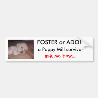 DSCF0636, FOSTER or ADOPT                      ... Bumper Sticker