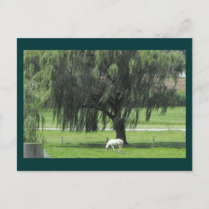 DSCF6146 POSTCARD