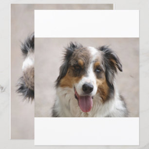 dual sided australian shepherd merle scrapbook