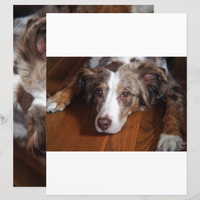 dual sided australian shepherd red merle laying fl (Front/Back)