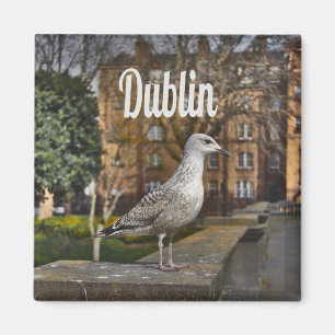 Dublin Ireland Bird on Brick Wall Magnet