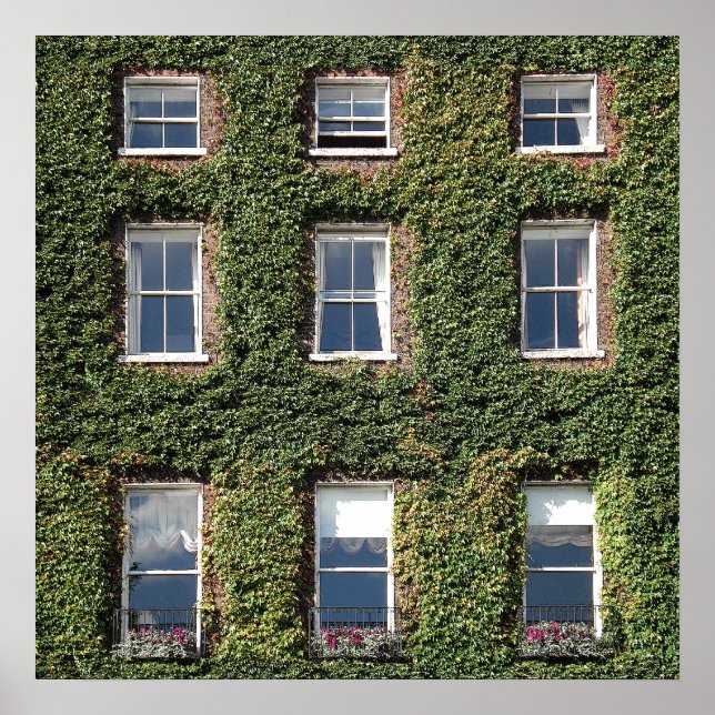 Dublin Town House Windows And Climbing Ivy Poster (Front)