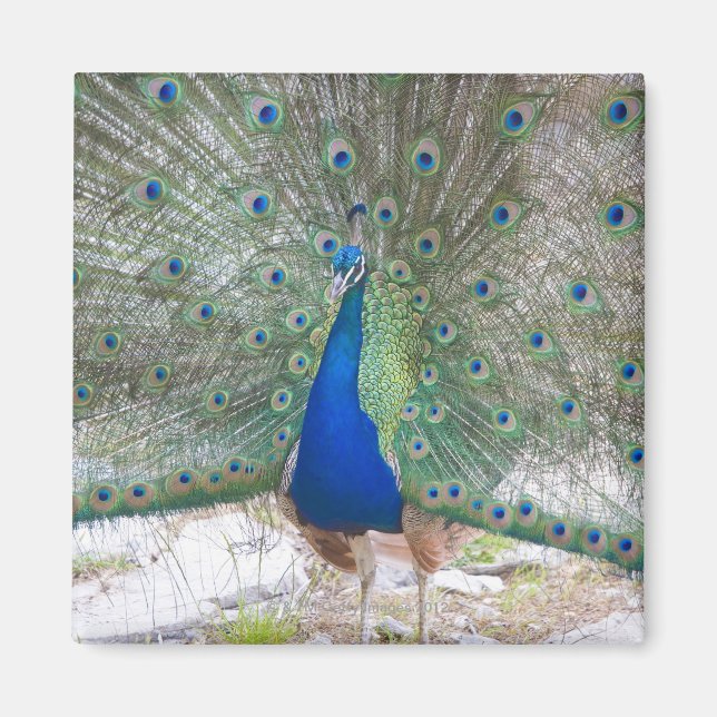 Dubrovnik,Croatia,Lokrum Island,colourful Magnet (Front)