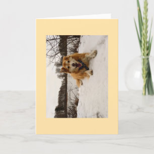 Ducati the Wonder Dog Holiday Card