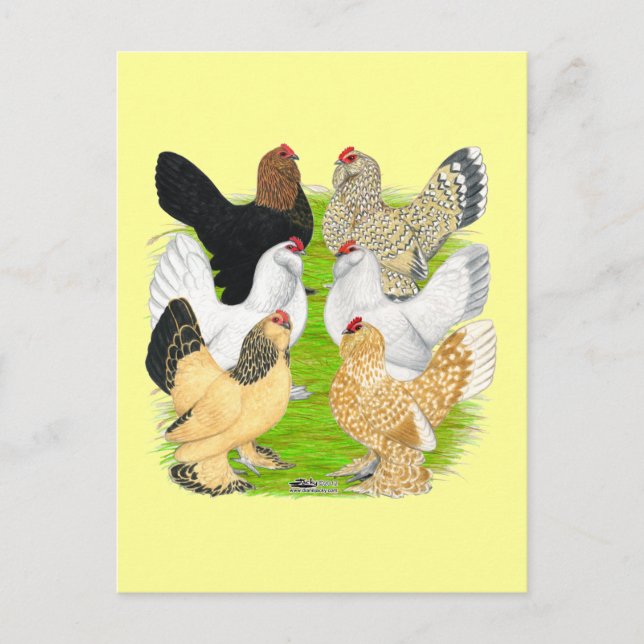 D'Uccles Six Hens Postcard (Front)