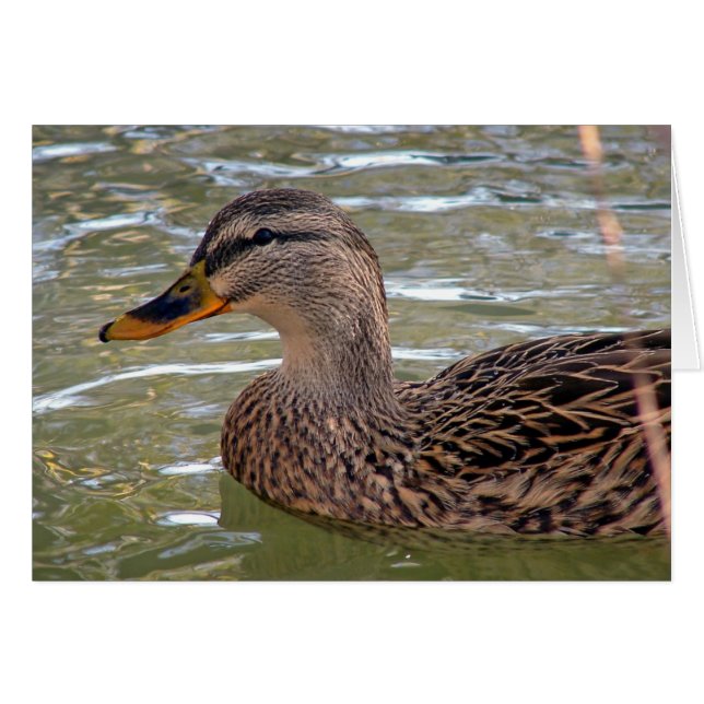 Duck All Occasions Greeting Card (Front Horizontal)