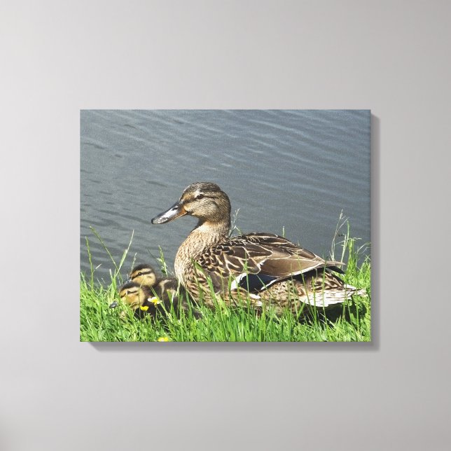 DUCK AND DUCKLINGS  CANVAS PRINT (Front)