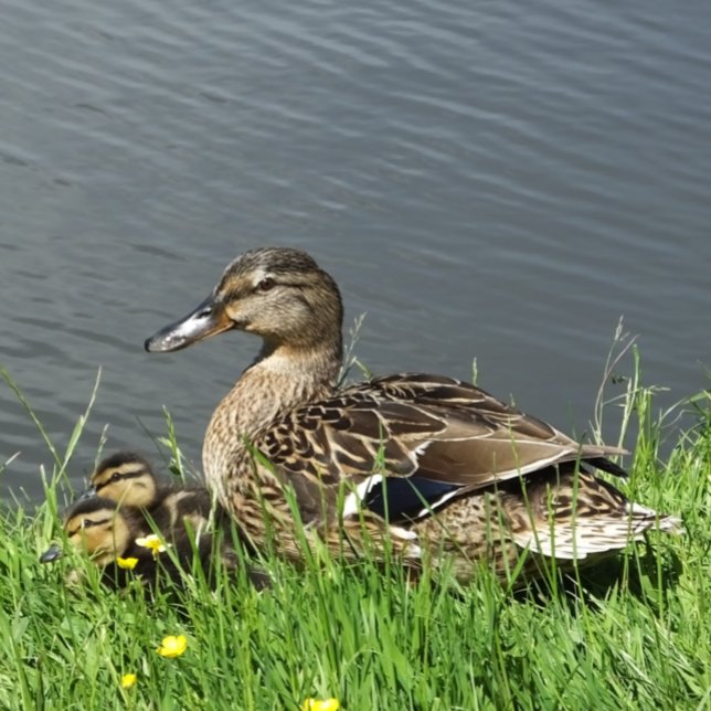 DUCK AND DUCKLINGS   WRAPPING PAPER SHEET (A female Mallard duck and her adorable ducklings.)