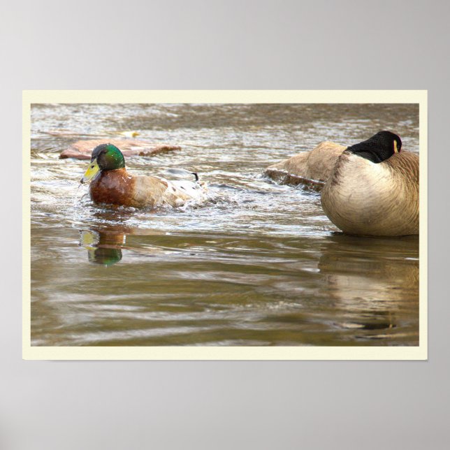 Duck and Goose in Creek Poster (Front)